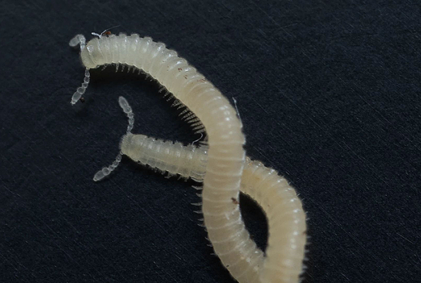Millipede - Science Matters banner image