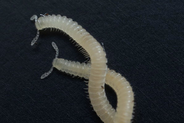 The newfound Los Angeles thread millipede is ready for its close-up