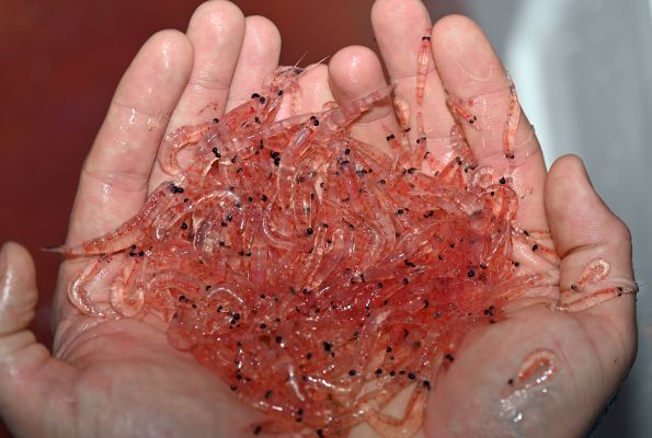 Handful of krill