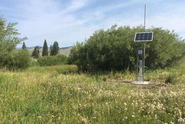 Blacktail Deer Creek NEON