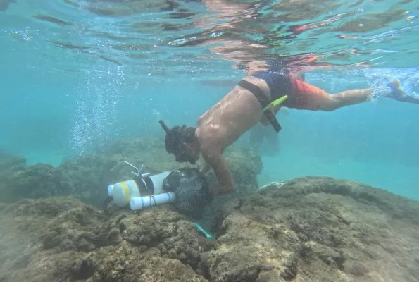 Maui coral reef diver