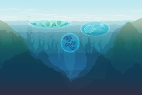 An illustration depicting the layers of the ocean by depth: sunlit, twilight, midnight, abyssal and hadal.