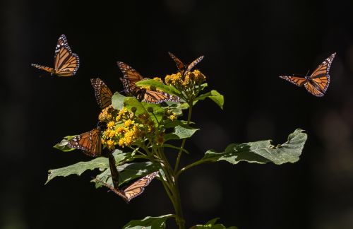 monarch butterflies flutter around and land on a yellow bunched flower