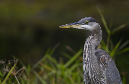 a great blue heron stands in the marsh at attention