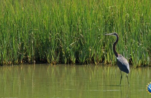 A heron standing in a marsh.