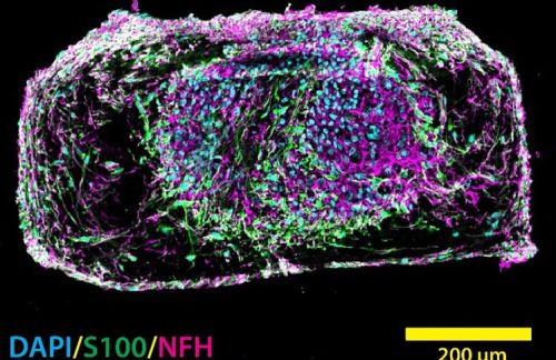 Cross section of AxoSim's 3D NerveSim platform