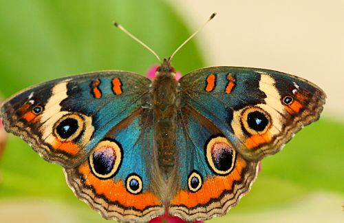 Image of butterfly with cool wing colors.