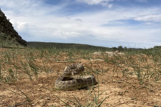 To keep up with evolving prey, rattlesnakes tap genetically