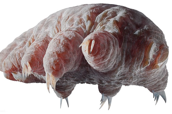 Cordyceps, blobfish, tardigrades, oh my!