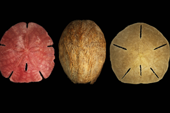 Sand_dollar_heart_urchin.png? 