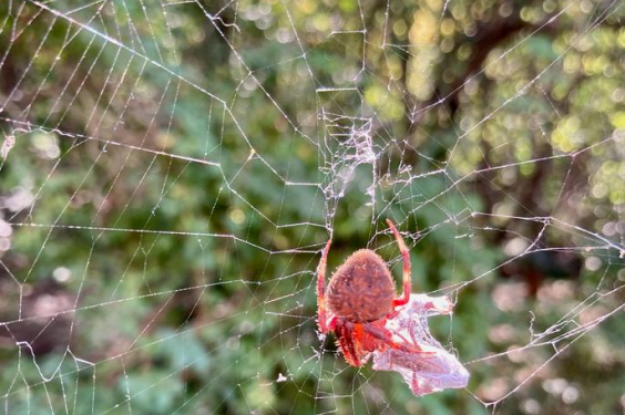 Necrobiotic spiders, a smart loo, and a repetitive words study — all win  2023 Ig Nobel prizes