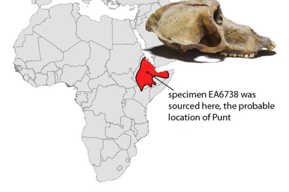 Land of Punt: Baboon old in the tooth solves trade mystery