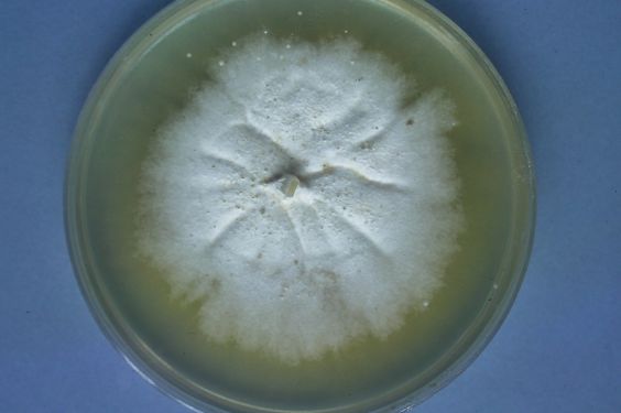Fantastic Fungus: Plant Biologist Discovers Natural Antimicrobial