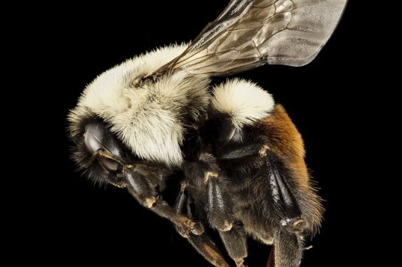 Rising temperatures overcook bumblebees' brunch | NSF - U.S.