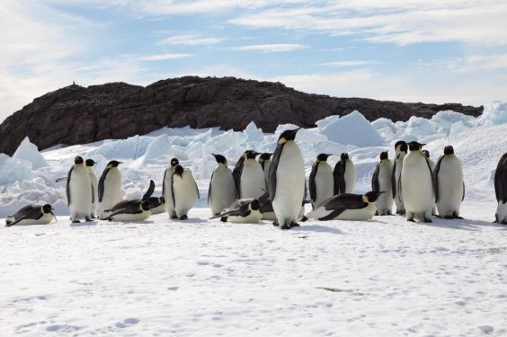 Unless warming is slowed, emperor penguins will march toward