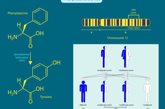 Discovery offers new treatment strategy for phenylketonuria | NSF