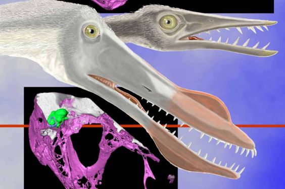 Pterosaur Heads Were Uniquely Adapted for Flight NSF National