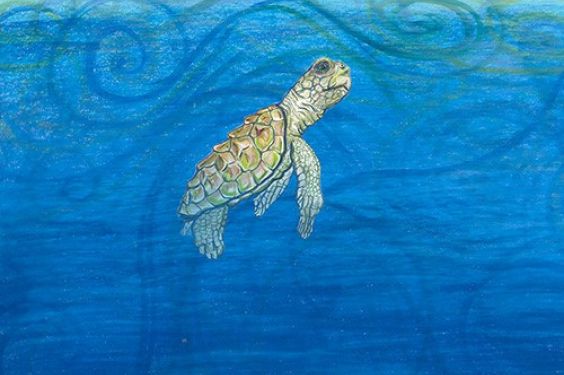 High-resolution ocean model looks at sea turtles' lost years