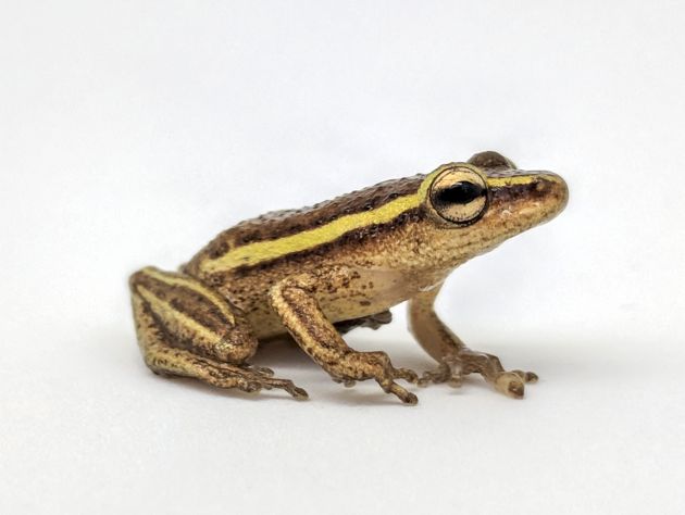 a yellow and brown frog on a white background
