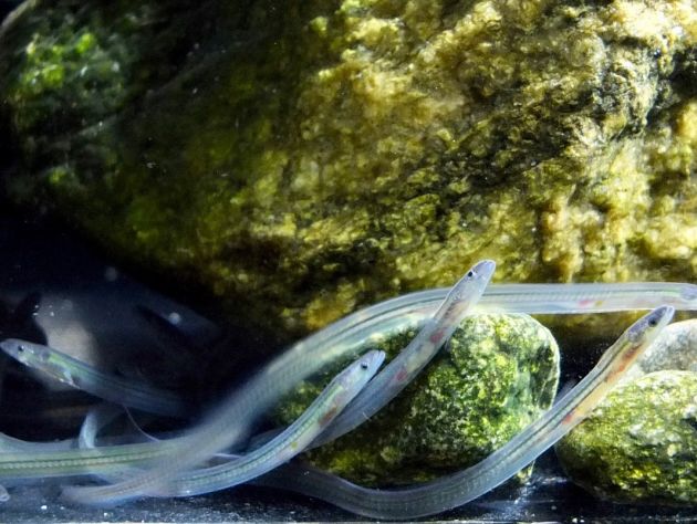 A group of white, translucent eels clump together against a green rock under the water
