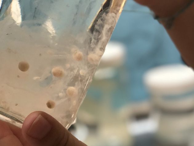 A hand holds up a jar with clear liquid and small white orbs floating in it