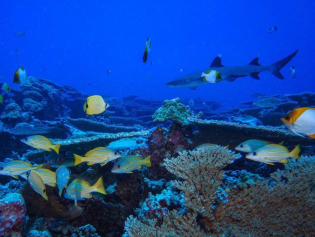 Multicolored fish and a shark swim above a coral reef 