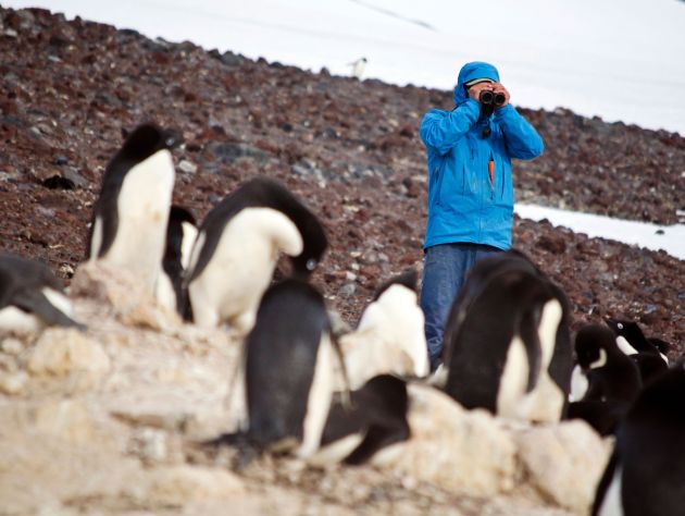 A group of penguins stand in the foreground on a rocky surface. A scientist with a blue coat stands behind them looking through a pair of binoculars