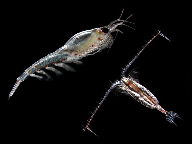 zooplankton
