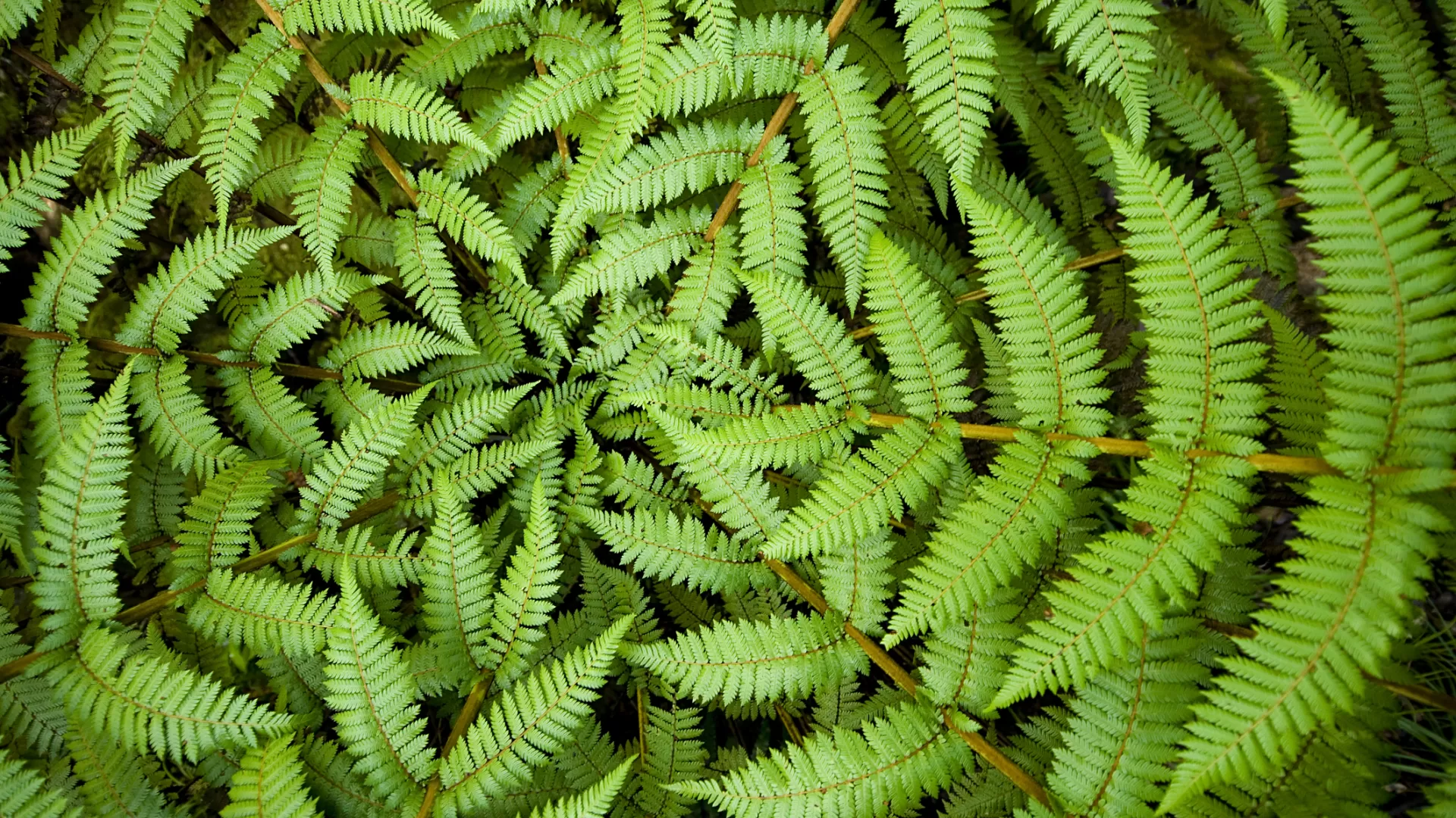 An upclose photo of a fern plant.