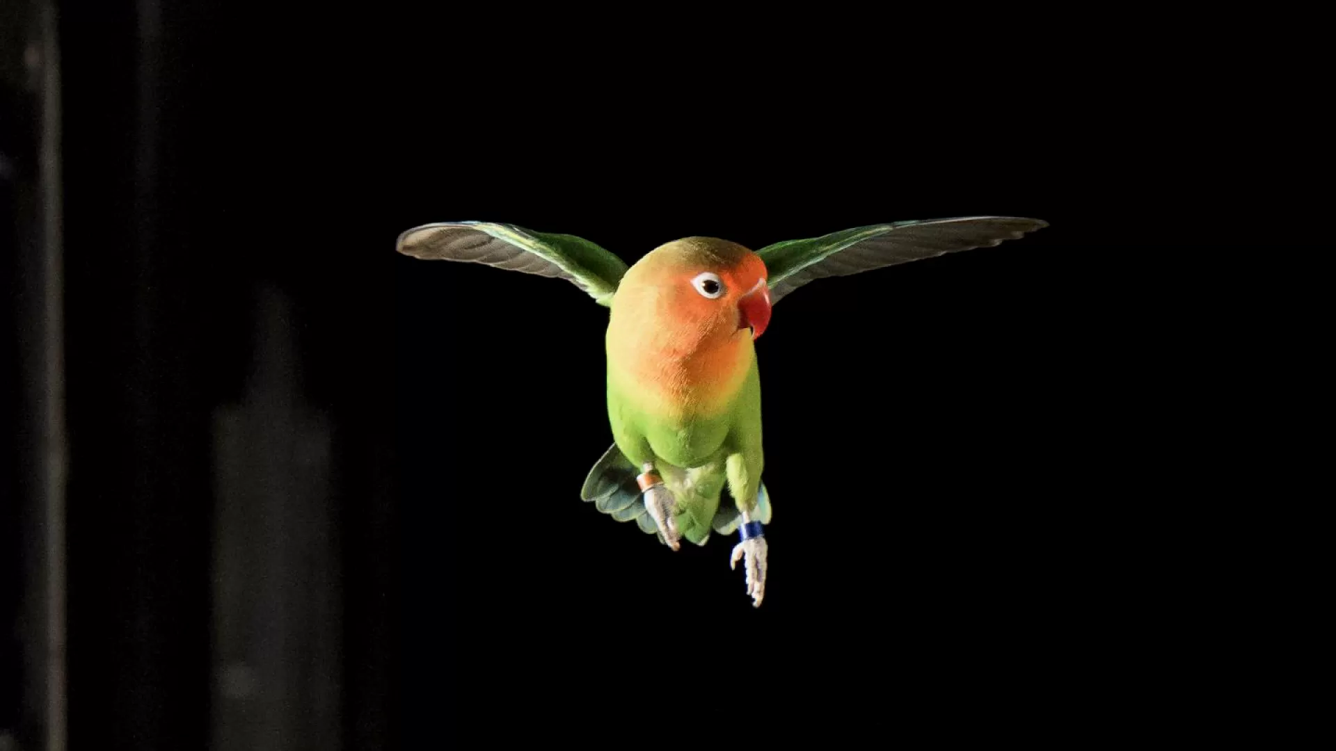 'Ferrari' the lovebird during flight training