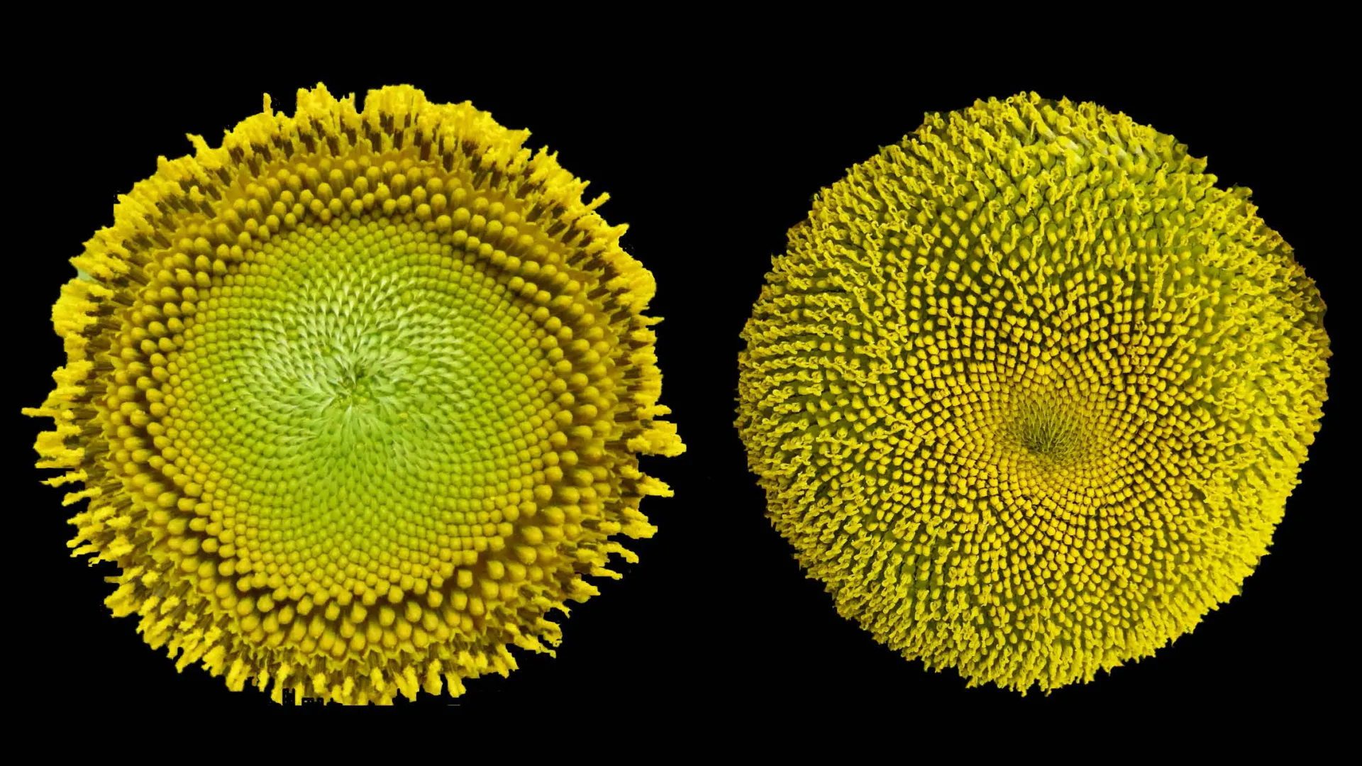 The heads of two sunflowers against a black background.