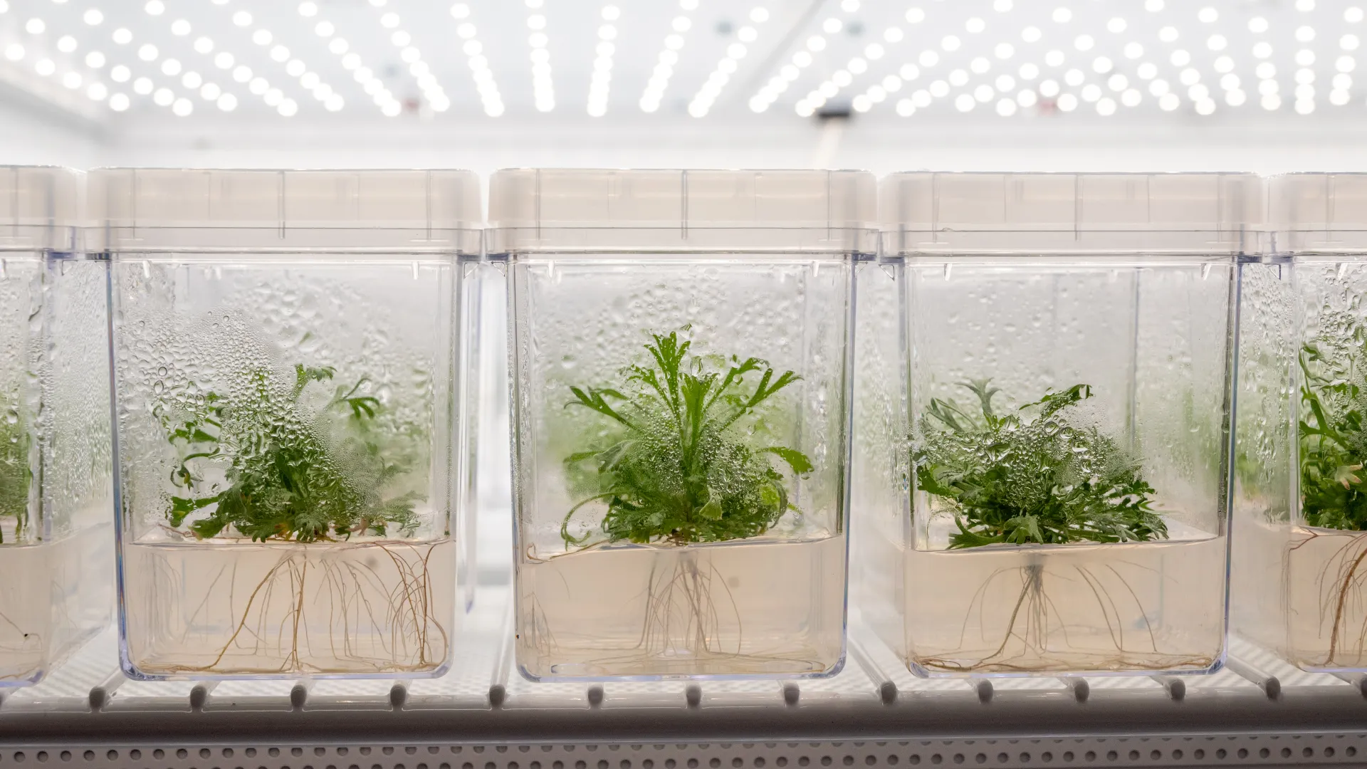 Plants growing in containers of liquid in a brightly lit laboratory.