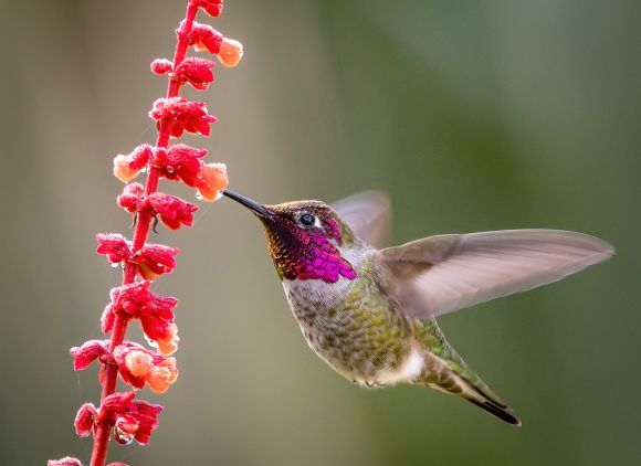 A hummingbird in flight feeding on a vibrant red flower's nectar