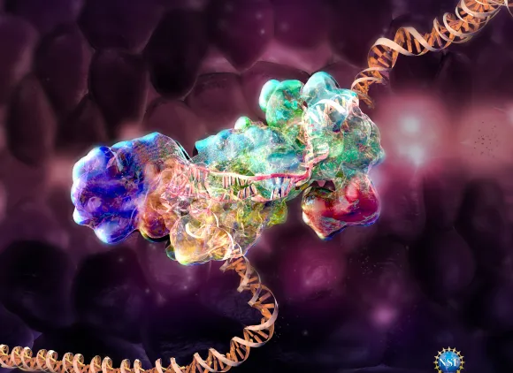 Illustration of a protein surrounding a section of a DNA molecule