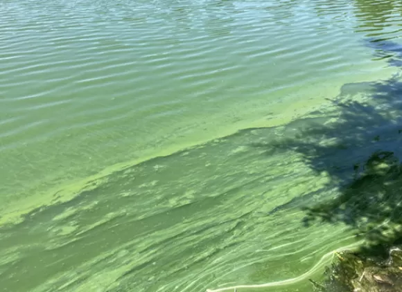 Microcystis bloom in Castle Rock Pond, Norman, Oklahoma