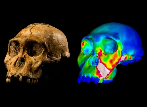 Fossilized skull speciment and finite element model of cranium
