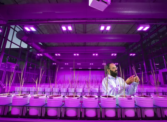 Rice plants growing in Lemna Tech High Throughput Phenotyping facility