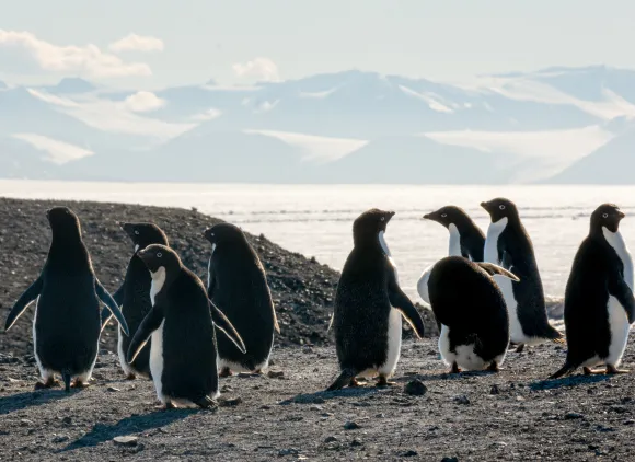 Penguins