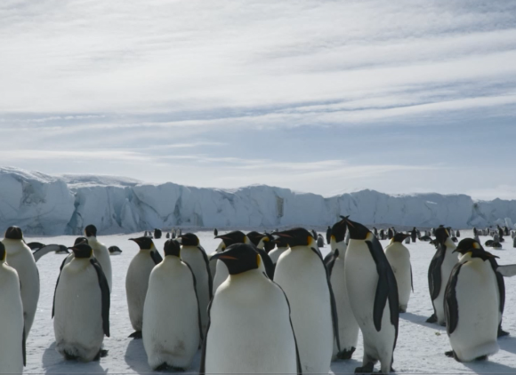 A crowd of penguins with snow-covered mountains in the background