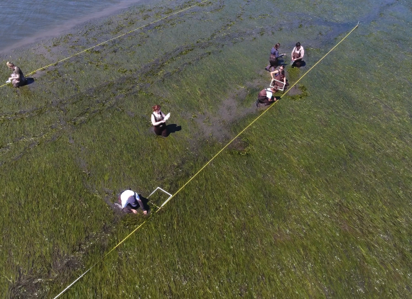 Researchers collecting data in a bed of eelgrass along the Pacific coast.