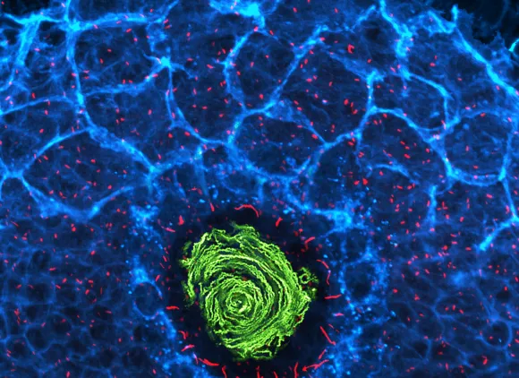 Fluorescent microscope image of cilia (red), fluid flow (green), and plasma membrane (blue) in the left-right organizer of a zebrafish embryo.