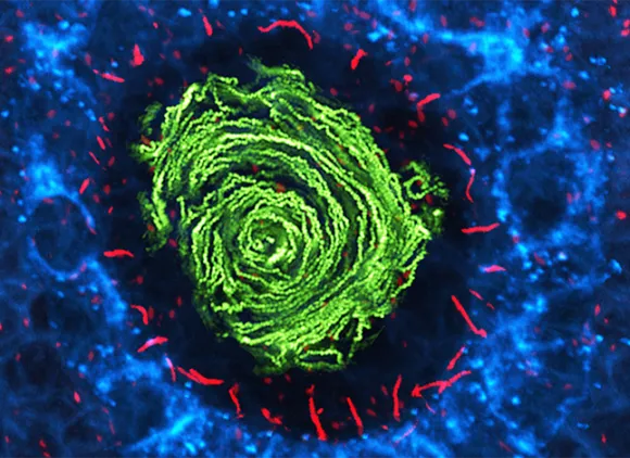Fluorescent microscope image of cilia (red), fluid flow (green), and plasma membrane (blue) in the left-right organizer of a zebrafish embryo.