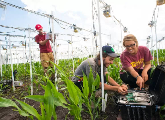 Students setting up research equipment in a corn field.