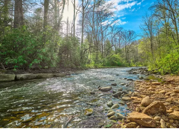 a landscape of a river in the forefront and a forest of green trees and bare trees in the background