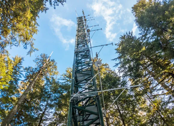 A tower of scaffolding extending upwards between trees in a forest.