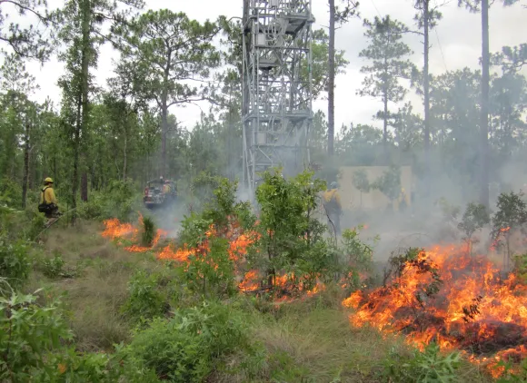 Fire crew members in hard hats watch the flames of a controlled burn the green shrubs in a wooded area.