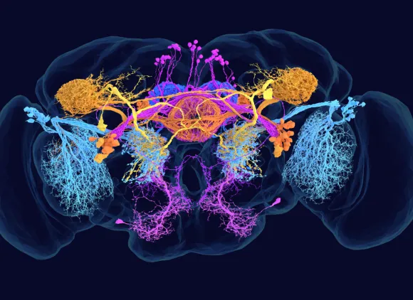 A map of the fruit fly brain