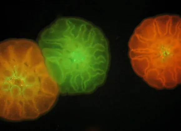 Three coral polyps fluorescing in oranges, greens and yellows on a black background.