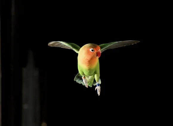 'Ferrari' the lovebird during flight training