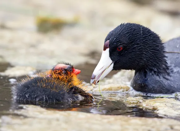 Adult American coot feeding an orange-ornamented chick.